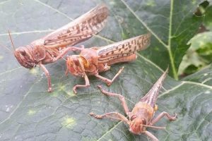 चितवन आइपुग्यो सलह कीरा