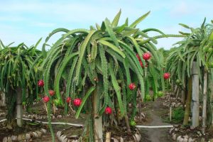 चार युवाले शुरु गरे ड्रागन फ्रुटको व्यावसायिक खेती