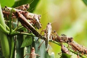 सलहले बाली नष्ट गरेपछि किसान चिन्तित