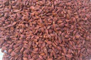 अलैँचीको मूल्य निरन्तर ओरालो, प्रतिमन २० हजारमात्रै