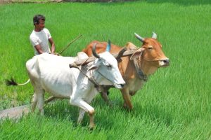 किसानको वर्गीकरण गर्दै गण्डकी प्रदेश सरकार