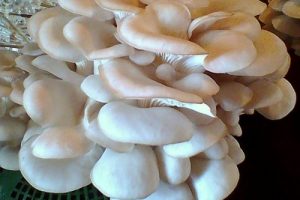 च्याउको बीउ बेचेर मासिक रु एक लाख आम्दानी