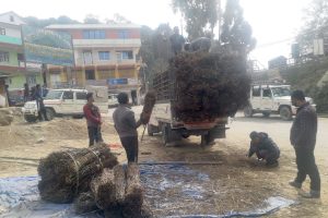 माग बढेसँगै चिराइतोको मूल्यमा वृद्धि