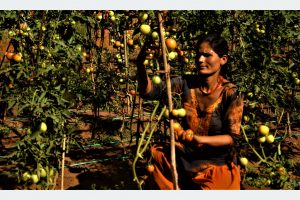 तरकारीमा आत्मनिर्भर बन्दै कुमालखाडावासी