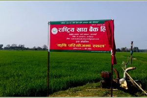 राष्ट्रिय खाद्य बैंक सञ्चालनमा