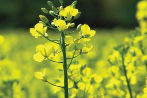 कैलालीमा तोरीको उत्पादन बढ्योः किसानमा खुशीयाली