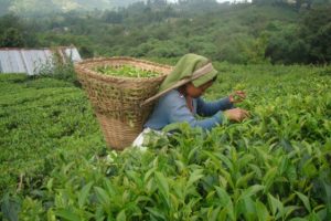 चियाको पहिलो टिपाइ शुरु, उत्पादन बढ्दो