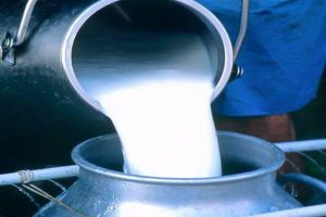 दैनिक रु १० करोड बराबरको दूध नोक्सान हुँदै