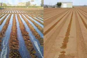 निषेधाज्ञाका कारण सिंचाइमा समस्या