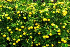 विस्तार हुँदै कागती खेती