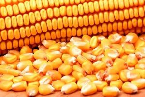 व्यापारीले घटाए मकैको मूल्य, किसान चिन्तित