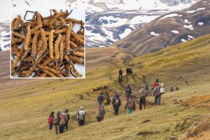 हिमाली क्षेत्रको जनताका लागि काल बन्दै यार्सागुम्बा