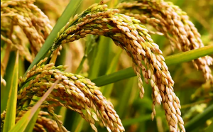 लोपोन्मुख बासमती धानको व्यावसायिक खेती