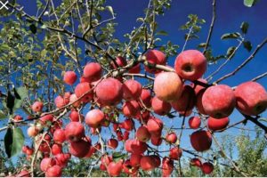 मुस्ताङको स्याउः असोजमा मात्रै बजारमा