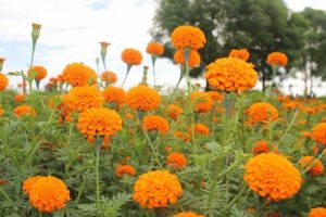 फूल बेचेर मनग्य आम्दानी