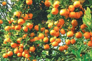 कीरा फैलिन नदिन झरेका सुन्तलाका दानाको व्यवस्थापन