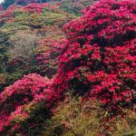 तेह्रथुममा “लालीगुराँस महोत्सव” आयोजना हुने