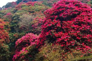 तेह्रथुममा “लालीगुराँस महोत्सव” आयोजना हुने