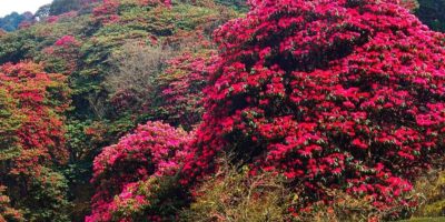 तेह्रथुममा “लालीगुराँस महोत्सव” आयोजना हुने