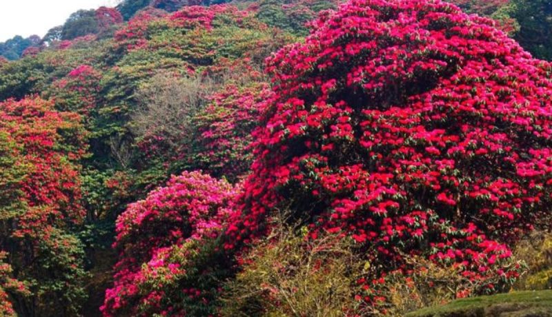 तेह्रथुममा “लालीगुराँस महोत्सव” आयोजना हुने