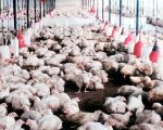 बर्डफ्लू संक्रमण ११ जिल्लामा फैलियो, ५ लाखभन्दा बढी कुखुरा नष्ट