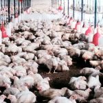 बर्डफ्लू संक्रमण ११ जिल्लामा फैलियो, ५ लाखभन्दा बढी कुखुरा नष्ट