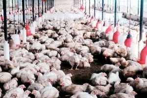 बर्डफ्लू संक्रमण ११ जिल्लामा फैलियो, ५ लाखभन्दा बढी कुखुरा नष्ट