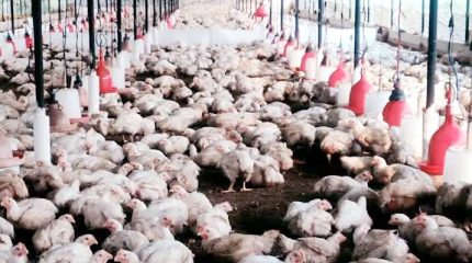 बर्डफ्लू संक्रमण ११ जिल्लामा फैलियो, ५ लाखभन्दा बढी कुखुरा नष्ट