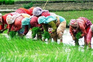 कमजोर वर्षाका कारण लुम्बिनीमा धान रोपाइँ २०.५ प्रतिशतमा सीमित