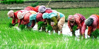 कमजोर वर्षाका कारण लुम्बिनीमा धान रोपाइँ २०.५ प्रतिशतमा सीमित