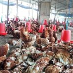 बर्डफ्लू प्रभावित किसानलाई ५२ करोड रुपैयाँ राहत दिने तयारी