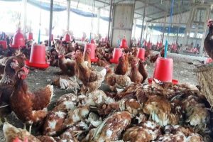 बर्डफ्लू प्रभावित किसानलाई ५२ करोड रुपैयाँ राहत दिने तयारी