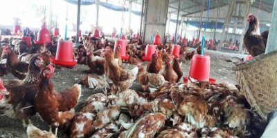 बर्डफ्लू प्रभावित किसानलाई ५२ करोड रुपैयाँ राहत दिने तयारी