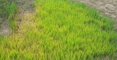 सप्तरीका तीन प्रमुख सिँचाइ प्रणालीमा समयमै पानी, ३५ हजार हेक्टरमा धान खेतीलाई राहत