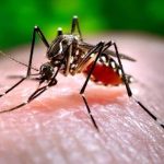 पाल्पामा दुई महिनामै २५५ जनामा डेंगी सङ्क्रमण