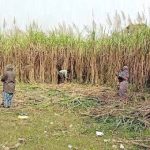 उखु किसानलाई १ अर्ब ५० करोड रुपैयाँभन्दा बढी अनुदान वितरण गरिने