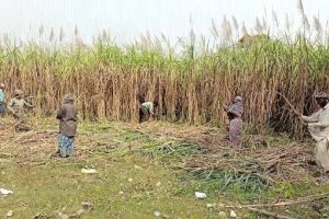 उखु किसानलाई १ अर्ब ५० करोड रुपैयाँभन्दा बढी अनुदान वितरण गरिने