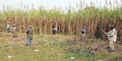 उखु किसानलाई १ अर्ब ५० करोड रुपैयाँभन्दा बढी अनुदान वितरण गरिने