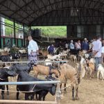 चाडपर्व नजिकिएसँगै धरानमा खसीबोकाको कारोबार बढ्यो
