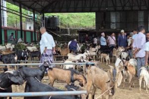 चाडपर्व नजिकिएसँगै धरानमा खसीबोकाको कारोबार बढ्यो