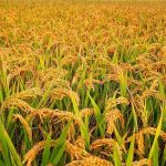 वर्षाको सम्भावनालाई ध्यानमा राख्दै धान भित्र्याउन कृषकलाई आग्रह