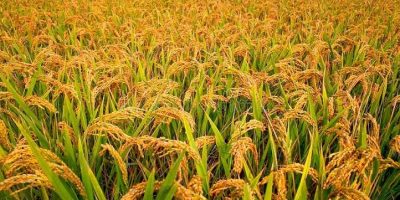 वर्षाको सम्भावनालाई ध्यानमा राख्दै धान भित्र्याउन कृषकलाई आग्रह