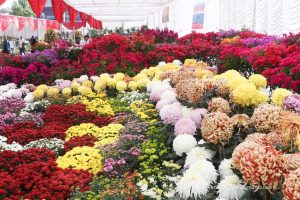ललितपुरमा १९औँ गोदावरी फूलको प्रतियोगितात्मक प्रदर्शनी सुरु